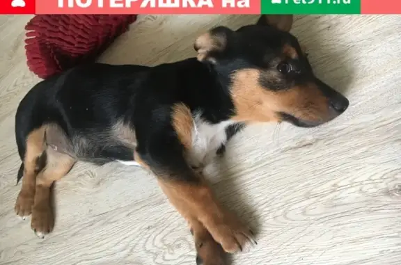 Собака найдена на ул. Зорге в Ростове