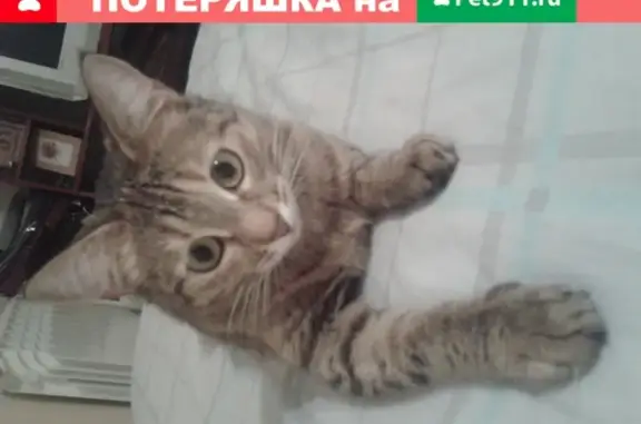Пропала кошка Софи на ул. Дзержинского 65, Тольятти
