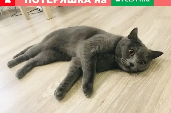 Пропала кошка Шотландка в Уфе, ул. Адмирала Макарова 24/1