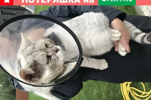 Найден кот в д. Новоглаголево (МО), ищем владельцев!