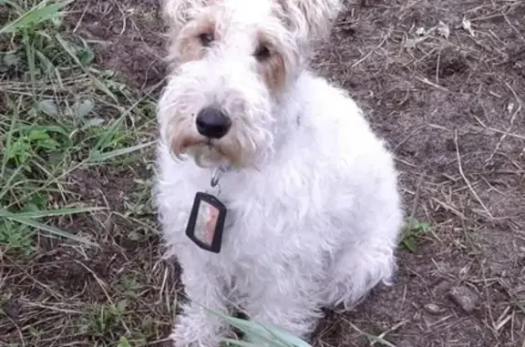 Потерянные животные Сургут, фото: Пропала собака на ул. Игоря Киртбая, 17