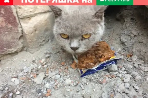 Найдена кошка на Шумакова, Барнаул