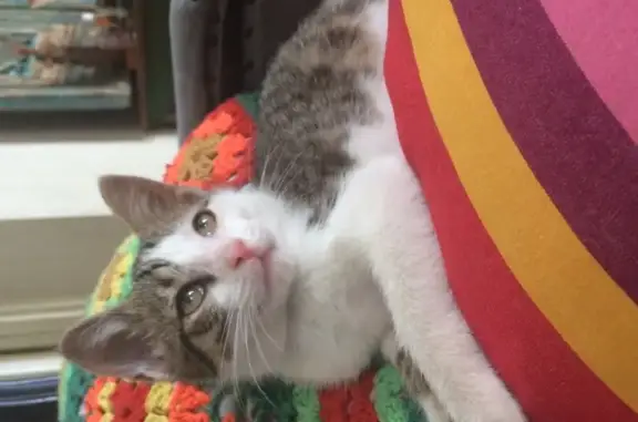 Потерянные животные Санкт-Петербург, фото: Пропала кошка Агат на ул. Степана Разина, 15 (СПб)