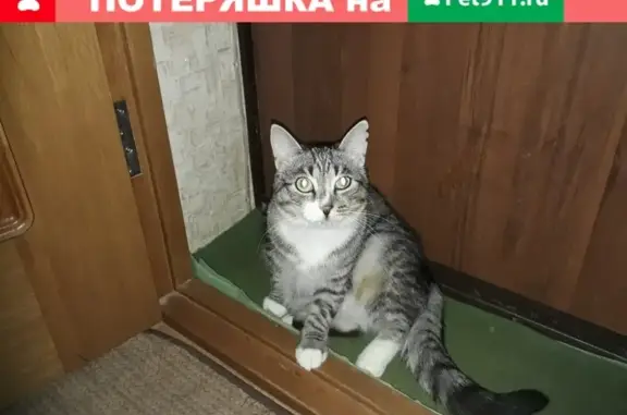 Пропала кошка в шлейке в Костроме, микрорайон Пантусово