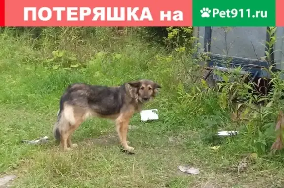 Найдена ласковая собака с 2 ошейниками в Скурыгино