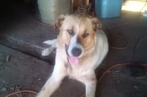 Найдена собака в Высокогорском районе, Казань