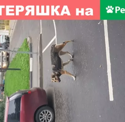Собака с ошейником найдена у метро 1905 в Москве