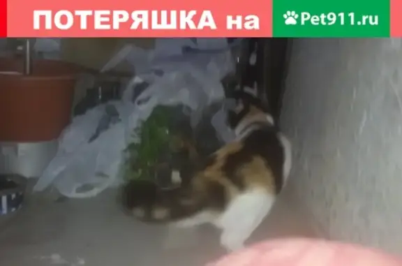 Кошечка с красным ошейником на ул. Конева, Омск
