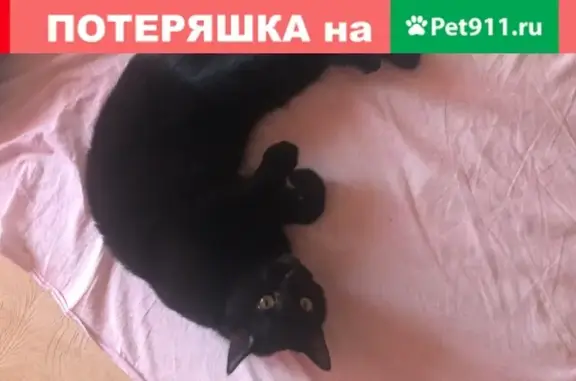 Пропала кошка на улице Ленина, Железногорск.
