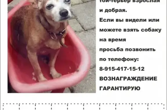 Пропала собака в Приморском крае, вознаграждение гарантировано