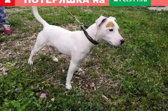 Найдена собака в Перхушково, Одинцовский р-н, МО!