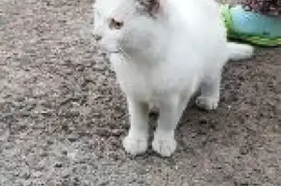 Найден белый кот в СНТ Заречный, Щелковский район, МО