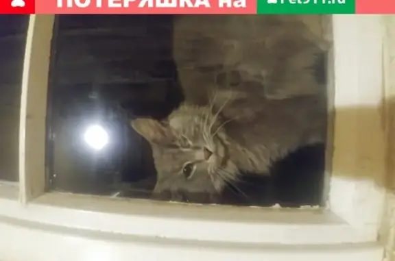Кошка найдена в поселке Минвнешторга, Москва
