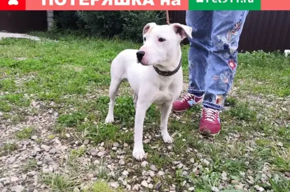 Найдена собака в Перхушково, Московская обл.