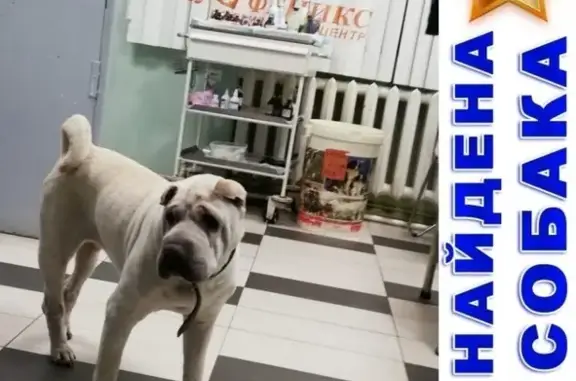 Найдена собака в Дмитрове, плохо видит