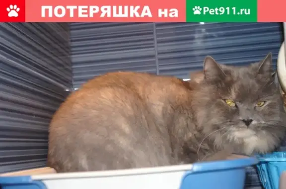 Найдена кошка на ул. Маршала Захарова/Москва