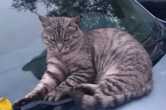 Пропала кошка на Хорошёвском шоссе