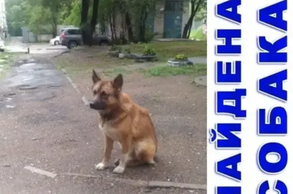 Найдена собака на ул. Петра Комарова 2 в Хабаровске