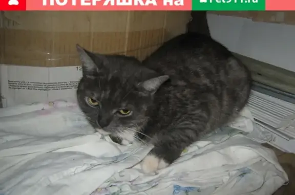 Потеряшка кошка Киска найдена на пр. Успенском 58 в В-Пышме