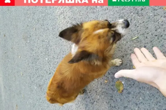 Собака найдена на ул. Урицкого 14 в Гатчине.