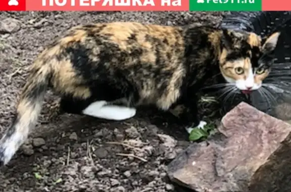 Пропала трёхцветная кошка Муська в районе залива Шумиха, Дивногорск.