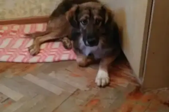 Собаки потеряшки, Москва, фото: Потеряшка собака в Восточном Дегунино, Москва: щенок 7 мес., темно-коричневый с белой грудью и новичками, чипирован.