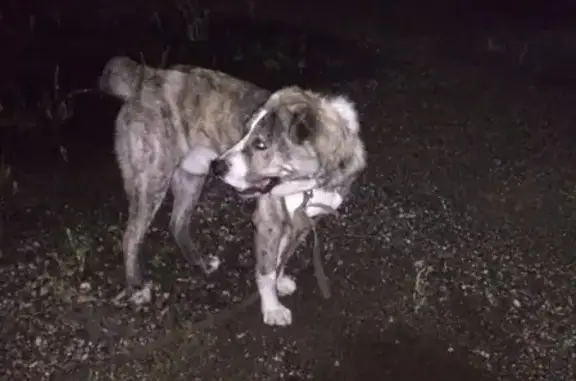 Найдена собака в Новочебоксарске