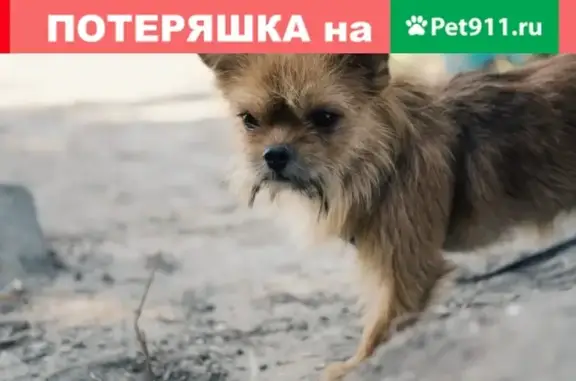 Пропала собака Эльза, ул. Панфилова 24, Батайск