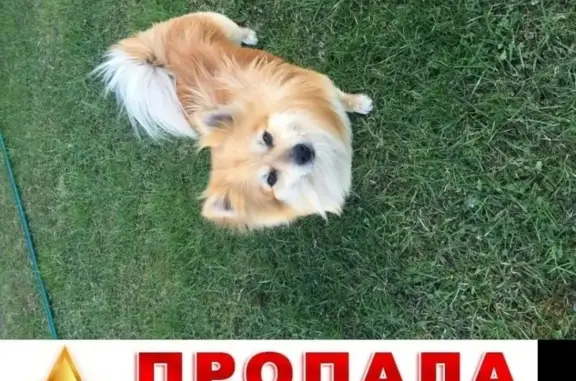 Пропала собака Ричард на ул. Успенского