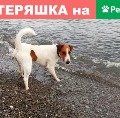 Пропала собака Фокс на пр. Ленина 209, Обнинск
