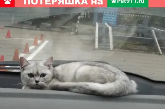 Найдена кошка в Москве, окрестности Орехово