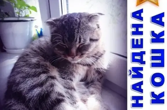 Найден молодой котик в Сургуте