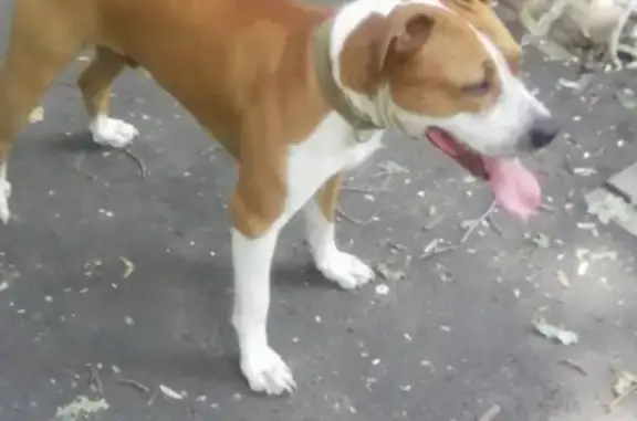 Собаки потеряшки, Губкин (Белгородская обл.), фото: Потеряшка сабака в Губкине, район хлебзавода