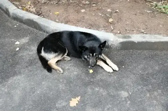 Собака с ошейником найдена возле Горькинского парка, ул. Родины, 33.