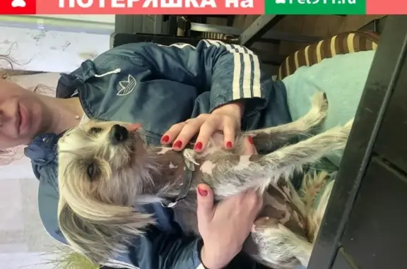 Потерянный пёс в Ярославле на Депутатском переулке