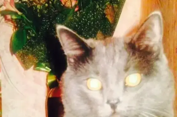 Кошки потеряшки, Москва, фото: Потеряшка кошка Мартин на Новочерёмушкинской улице