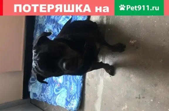 Найдена собака, Москва, фото: Найден ротвейлер на Сельскохозяйственной, Москва