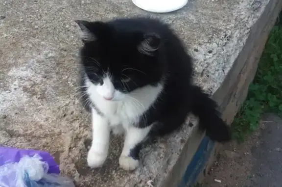 Потеряшка-кошка черно-белого окраса возле 3 городской больницы в Иваново