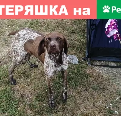 Собака Поинтер найдена в Глушково, Курская область