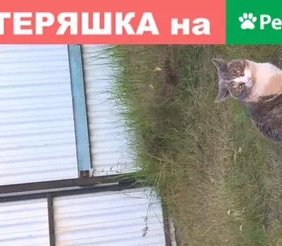 Пропала кошка в Раменском: трехцветная Принцесса на ул. Горького