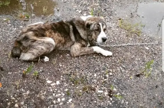 Собака в наморднике найдена в Чебоксарах