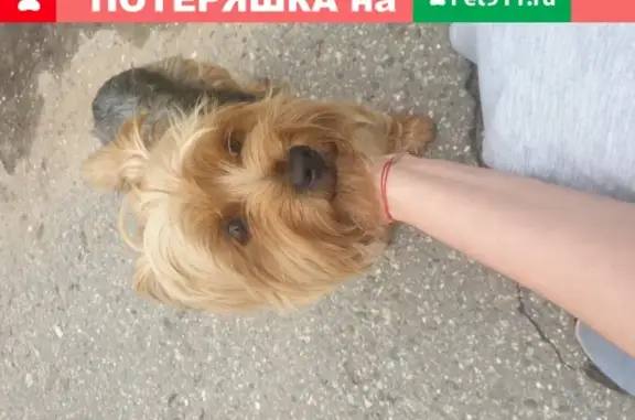 Найдена домашняя собака на Кукшумской