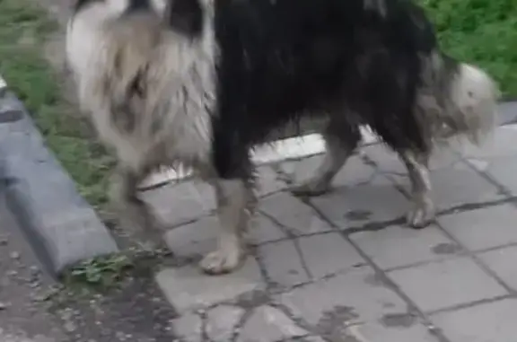 Найдена собака на ул. Свердлова, д. 33А - ищем хозяина!