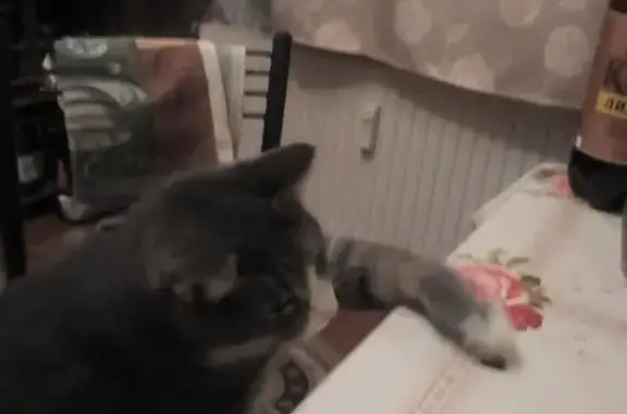 Кошки потеряшки, Красносельское, фото: Потеряшка кошка в поселке Глубокое Озеро