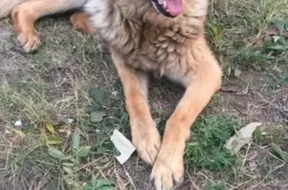 Найдена собака на улице Новая Заря