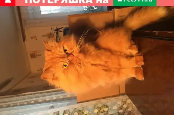 Пропала кошка на улице Пузакова, Тула