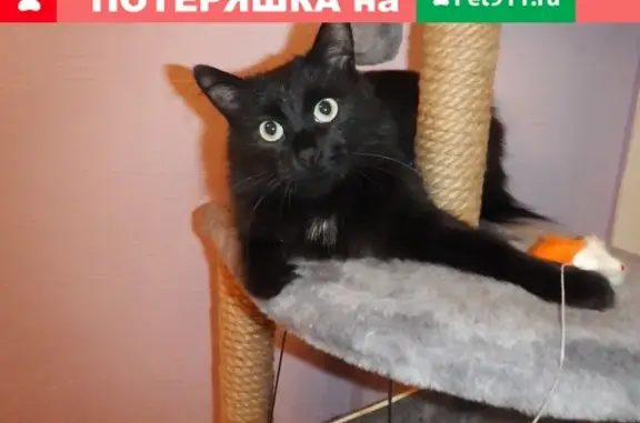 Кошки потеряшки, Москва, фото: Потеряшка кот Котя в СНТ Газовик, деревня Огуднево