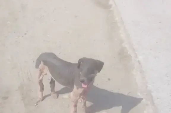 Пропала собака в Краснодаре