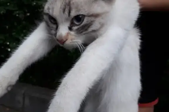 Найдена кошка на Менделеева в Калининграде