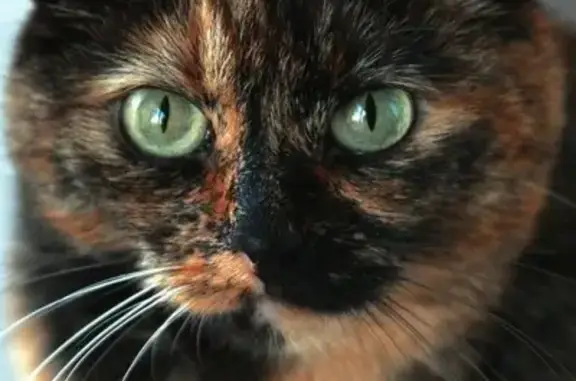 Кошки потеряшки, Москва, фото: Потеряшка кошка на ул. Ходынской, Москва